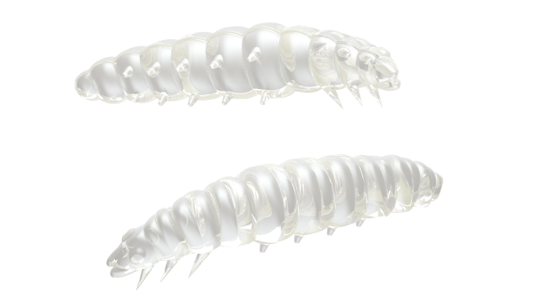 LIBRA LURES LARVA 35 mm Cheese, 12 Stück, 004 silver Pearl